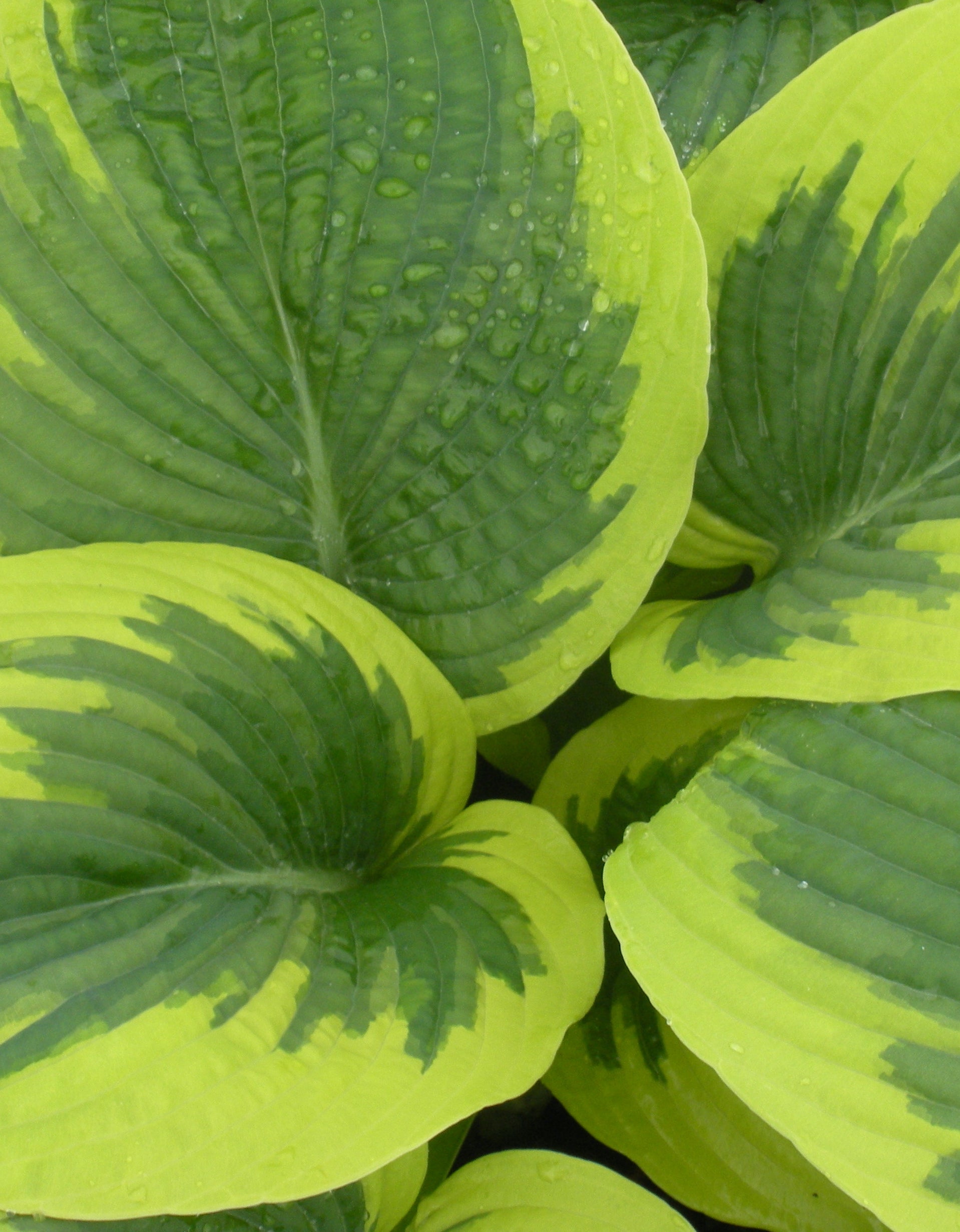 Hosta Great Arrival Plantain Lily