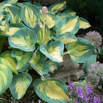 Hosta Great Expectations Plantain Lily