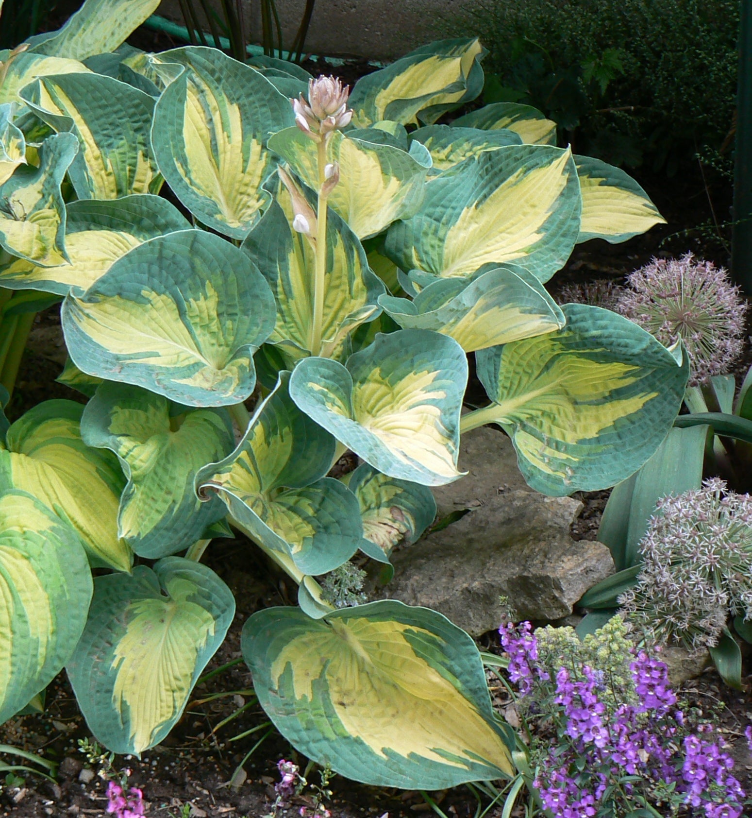 Hosta Great Expectations Plantain Lily