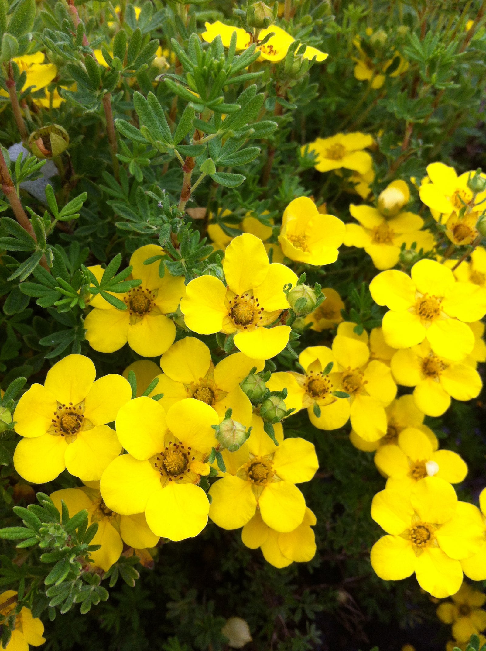 Potentilla fruticosa Farreri Golddrop Cinquefoil