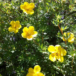 Potentilla fruticosa Goldfinger Goldfinger Cinquefoil