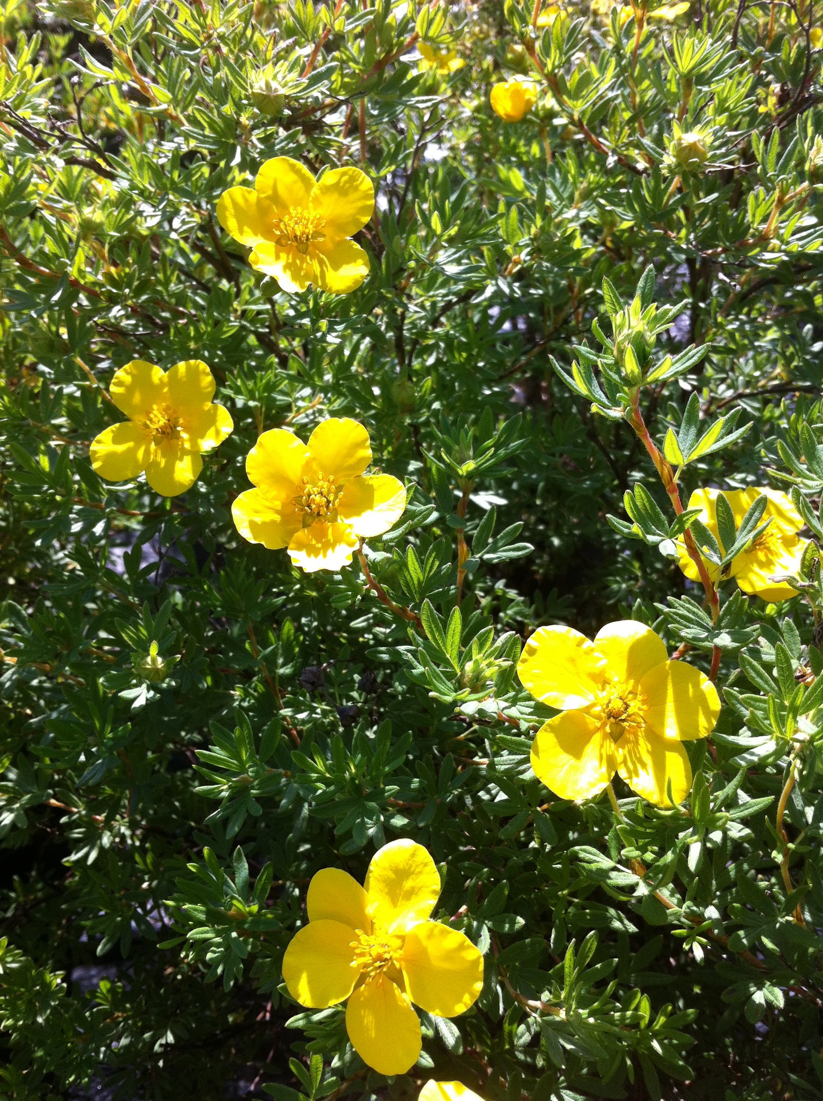 Potentilla fruticosa Goldfinger Goldfinger Cinquefoil