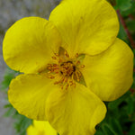 Potentilla fruticosa Goldstar Goldstar Cinquefoil