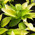 Hosta June Fever PP15340, CPBR2850 Plantain Lily