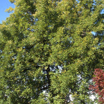 Juglans nigra Black Walnut