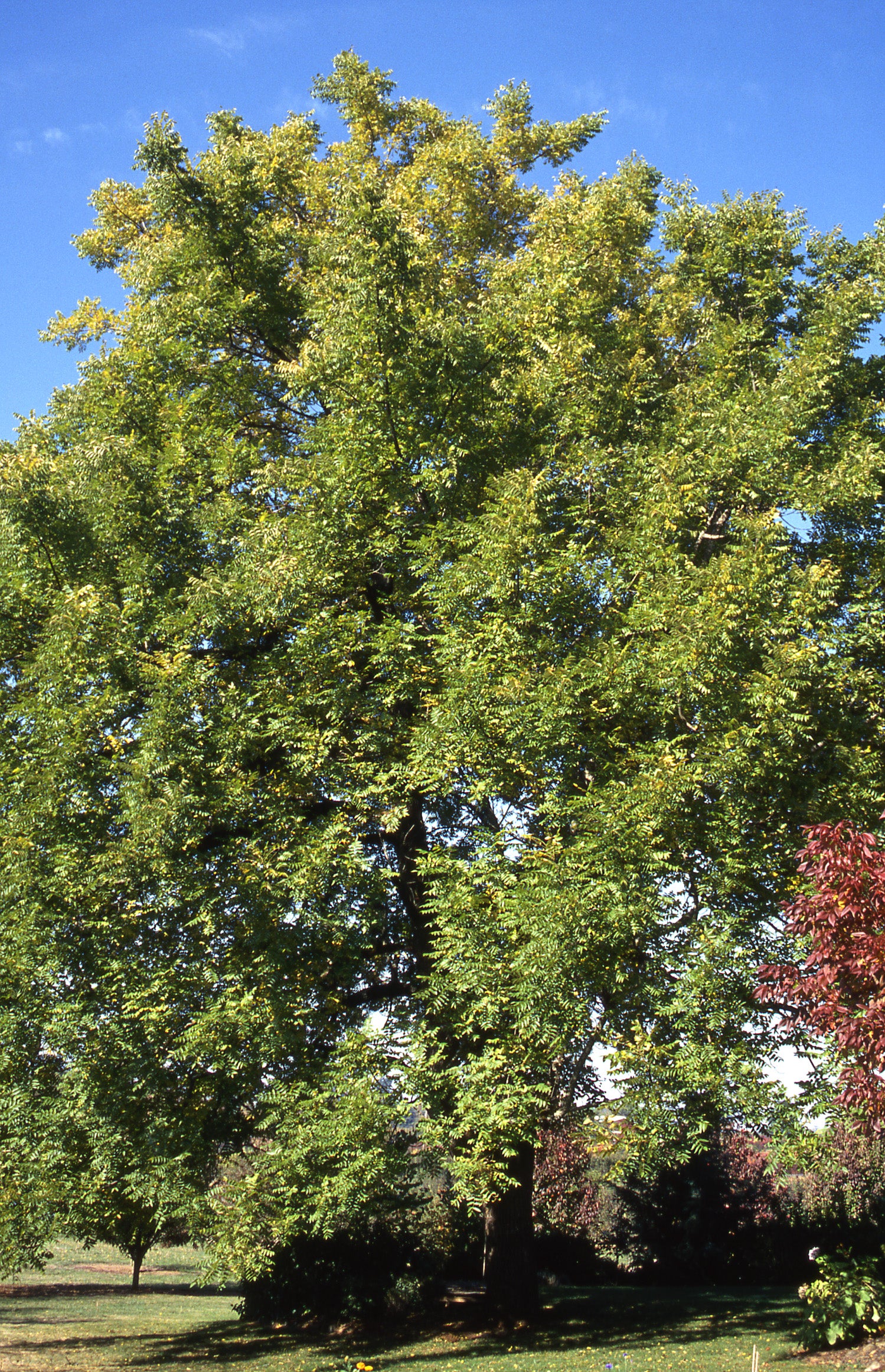 Juglans nigra Black Walnut
