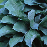 Hosta Krossa Regal Plantain Lily