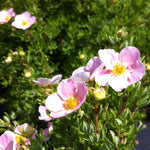 Potentilla fruticosa Pink Beauty PP9874, CPBR174 Pink Beauty Cinquefoil