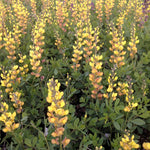 Baptisia x Prairieblues Solar Flare PP20408 Solar Flare Prairieblues Wild Indigo
