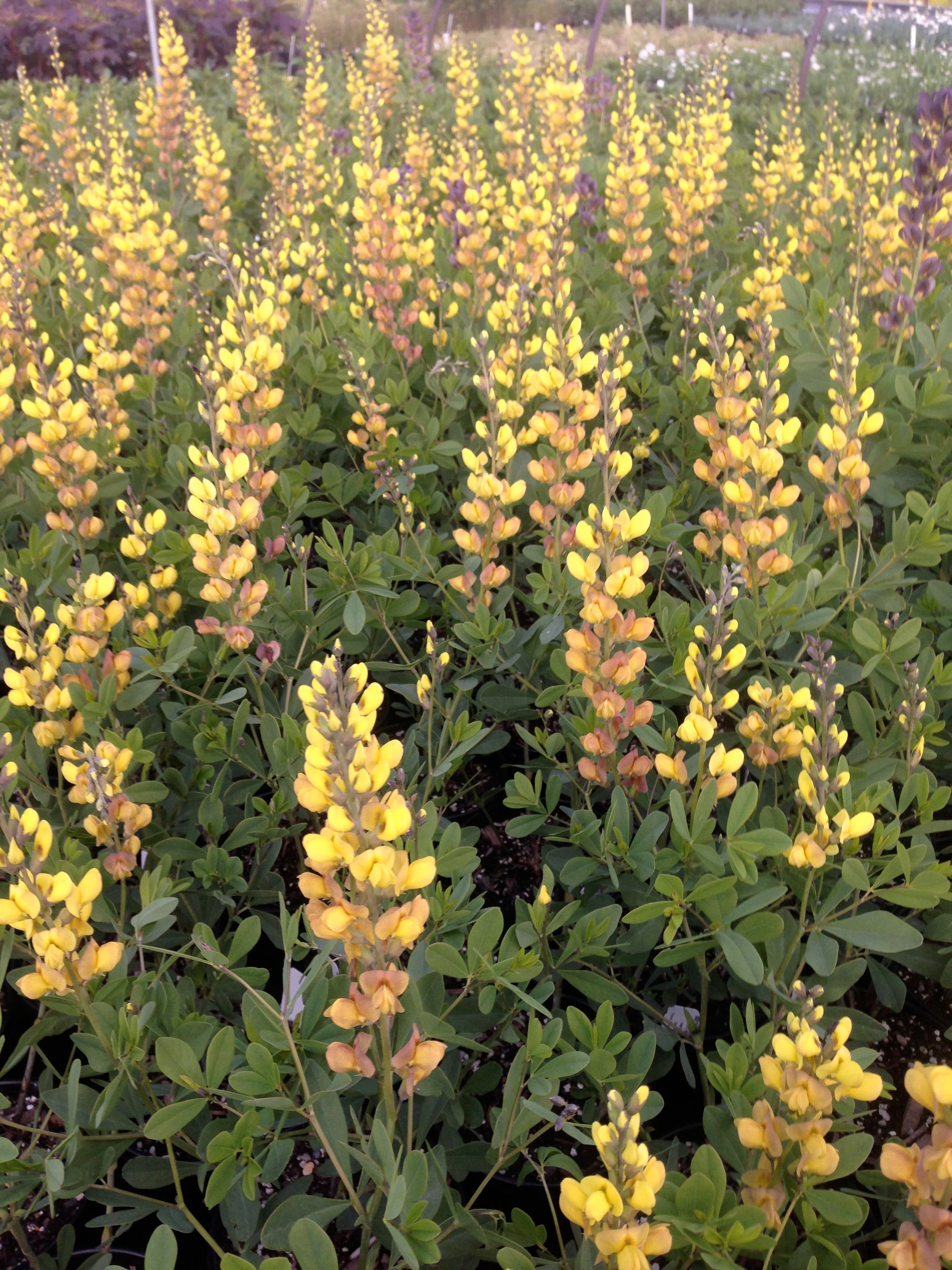 Baptisia x Prairieblues Solar Flare PP20408 Solar Flare Prairieblues Wild Indigo