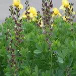 Baptisia x variicolor Twilite Prairieblues Twilite PP19011 False Indigo