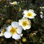 Potentilla fruticosa Primrose Beauty Primrose Beauty Cinquefoil