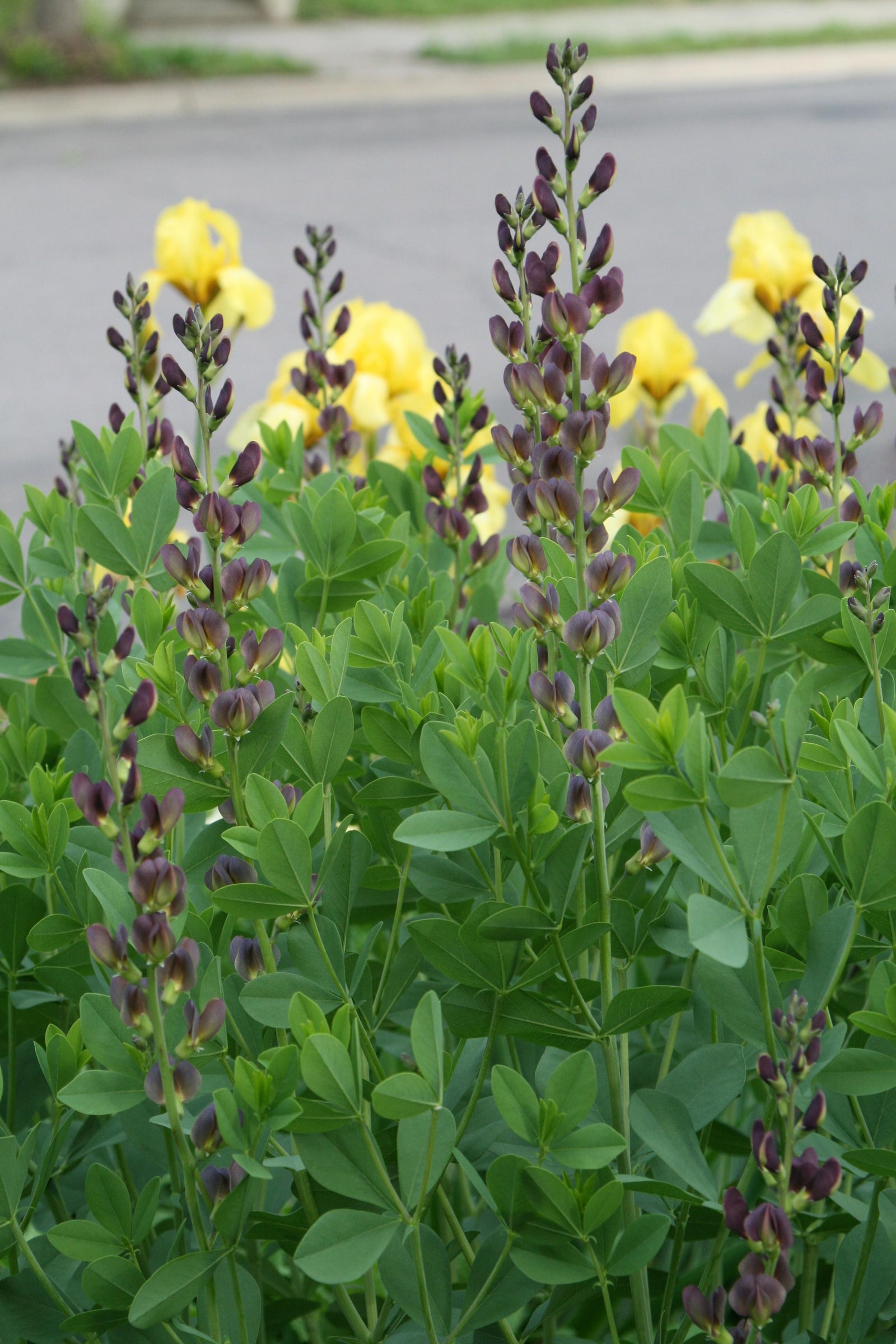 Baptisia x variicolor Twilite Prairieblues Twilite PP19011 Twilite False Indigo
