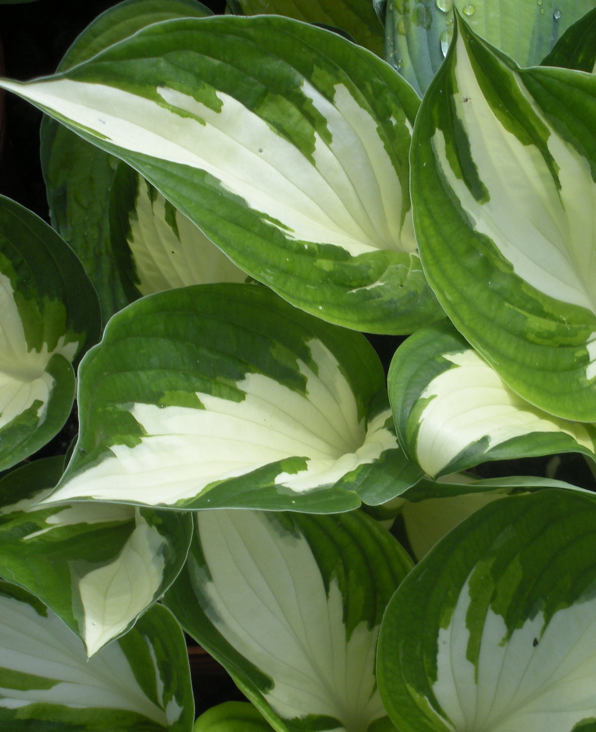 Hosta Loyalist Plantain Lily