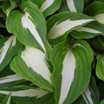 Hosta Night Before Christmas Plantain Lily