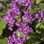 Bergenia cordifolia Heartleaf Bergenia