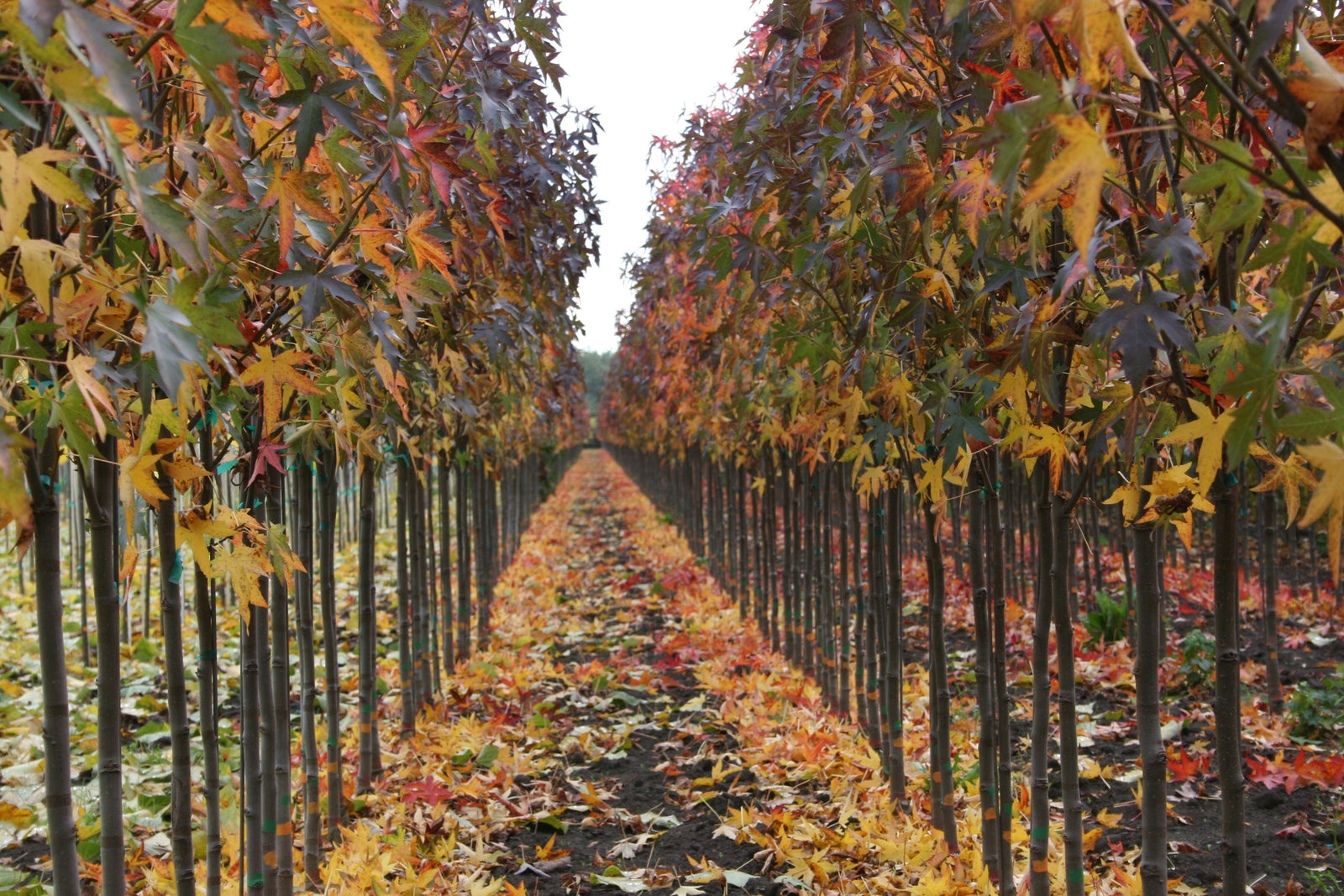 Liquidambar styraciflua Worplesdon Worplesdon Sweetgum
