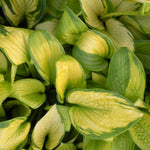 Hosta Paradigm Plantain Lily