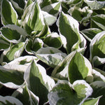 Hosta Patriot Plantain Lily