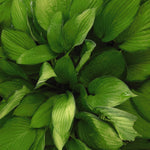 Hosta Paul's Glory Plantain Lily