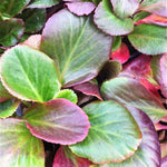 Bergenia x Bressingham Ruby PP7344, COPF Heartleaf Bergenia