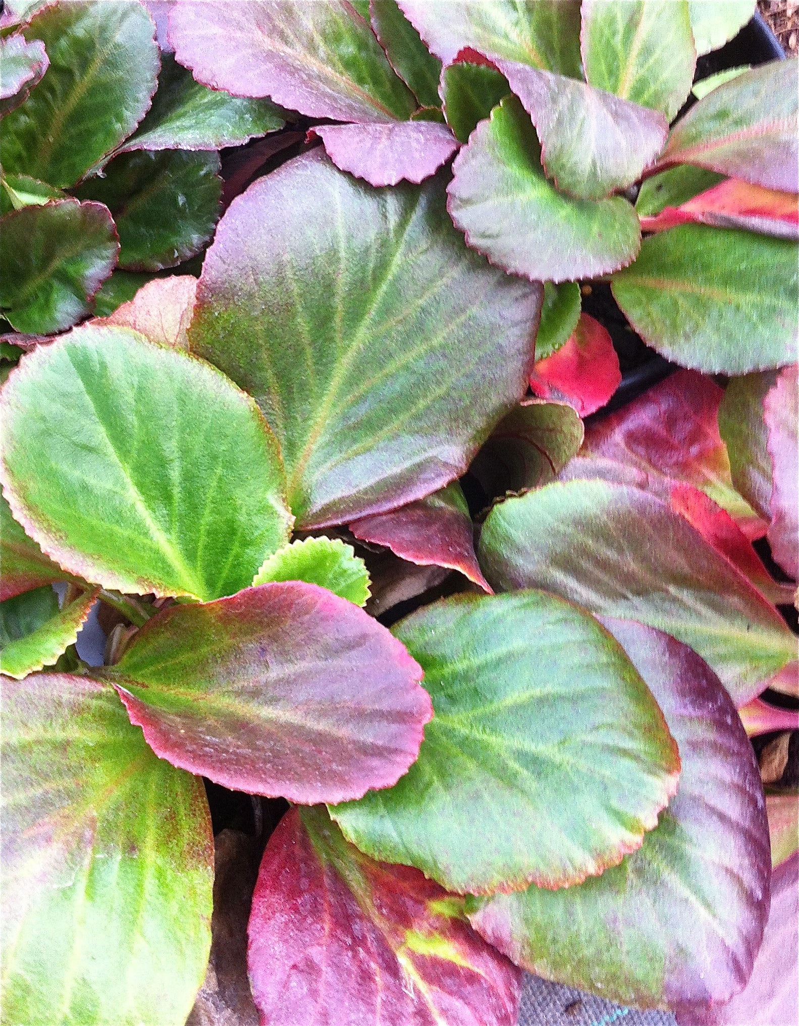 Bergenia x Bressingham Ruby PP7344, COPF Heartleaf Bergenia