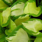 Hosta Popcorn Plantain Lily