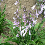 Hosta Praying Hands Plantain Lily