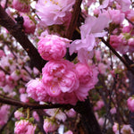 Prunus triloba 'Multiplex' Flowering Almond