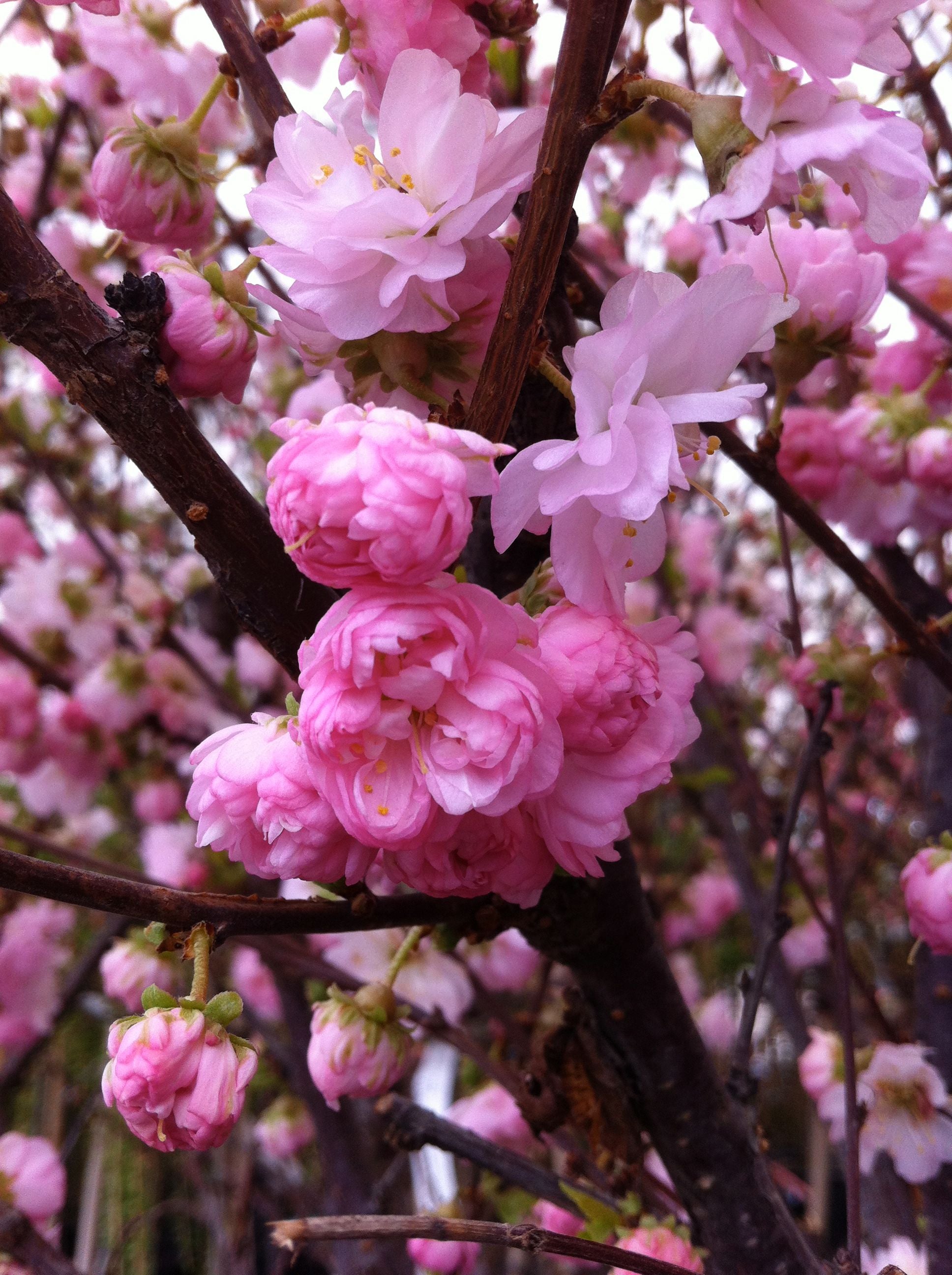 Prunus triloba 'Multiplex' Flowering Almond
