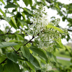 Prunus virginiana Common Chokecherry