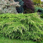 Juniperus x pfitzeriana Wilhelm Pfitzer Pfitzer Juniper