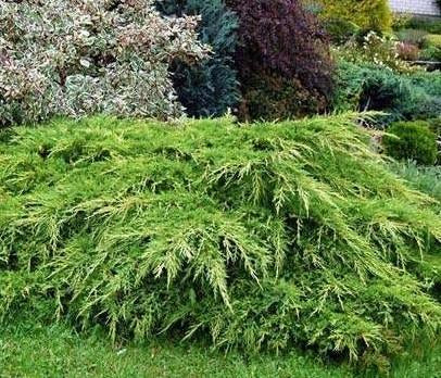 Juniperus x pfitzeriana Wilhelm Pfitzer Pfitzer Juniper