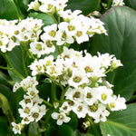 Bergenia x Bressingham White Heartleaf Bergenia