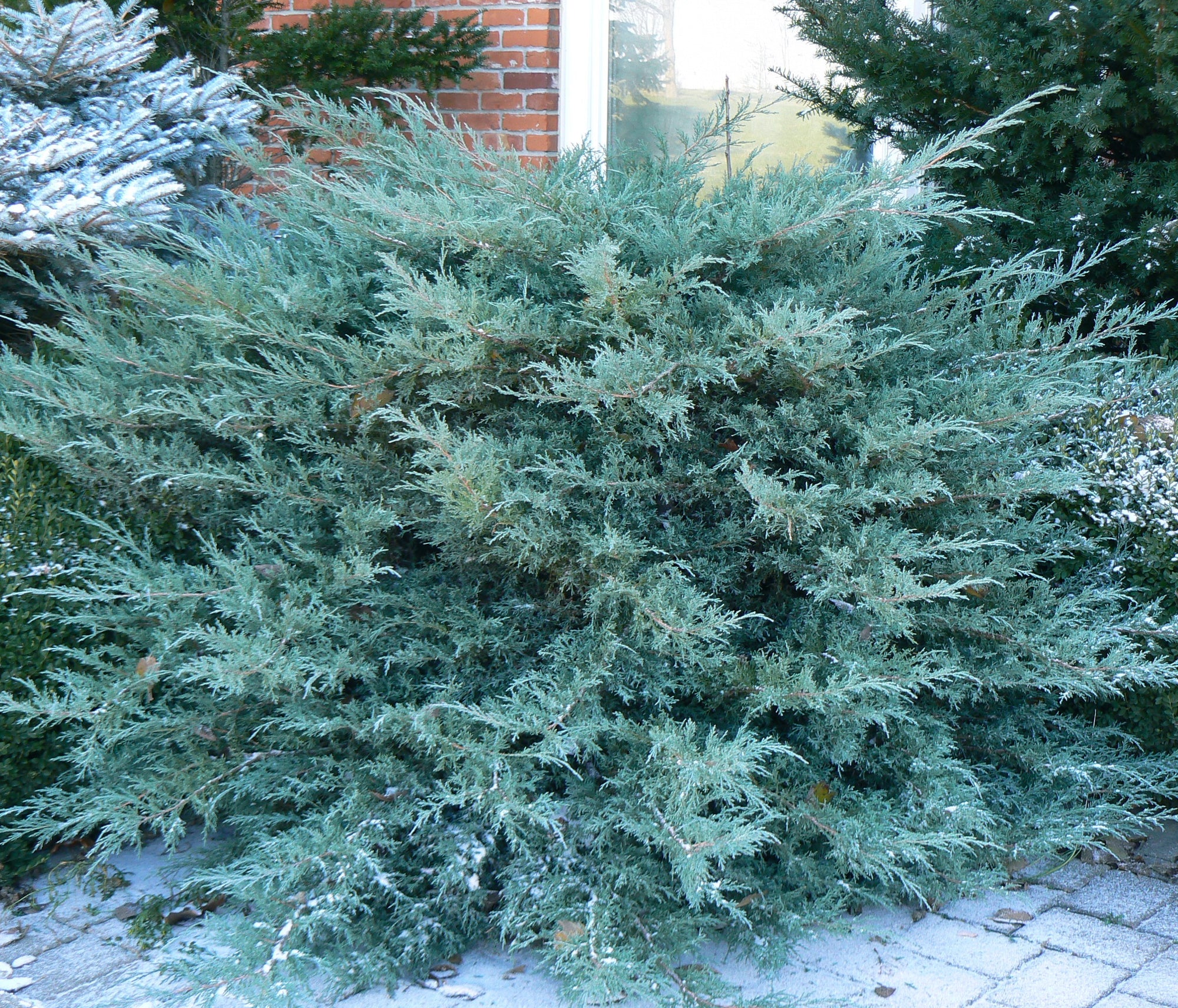 Juniperus x pfitzeriana Pfitzeriana Glauca Blue Pfitzer Juniper
