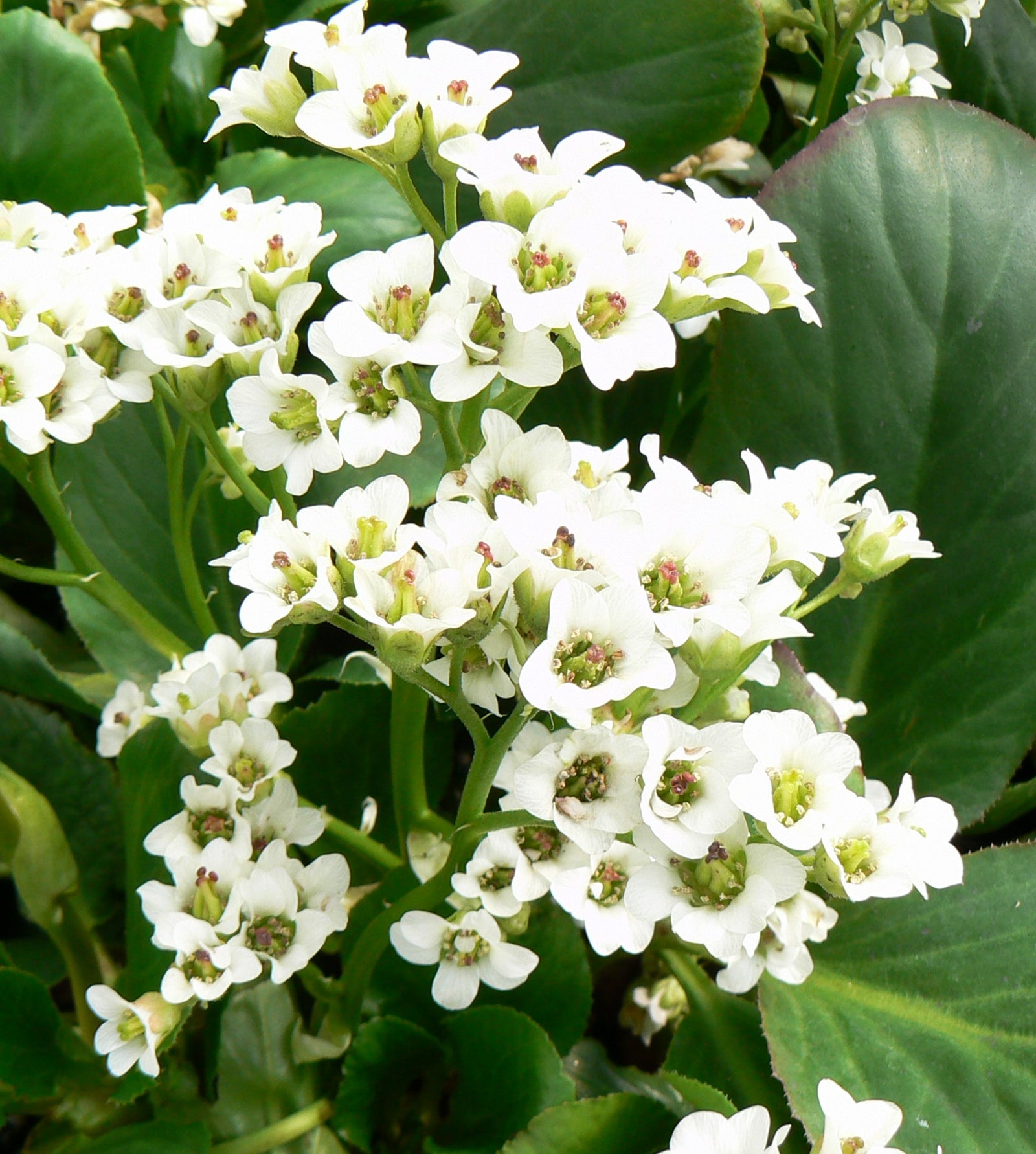Bergenia x Bressingham White Bressingham White Heartleaf Bergenia