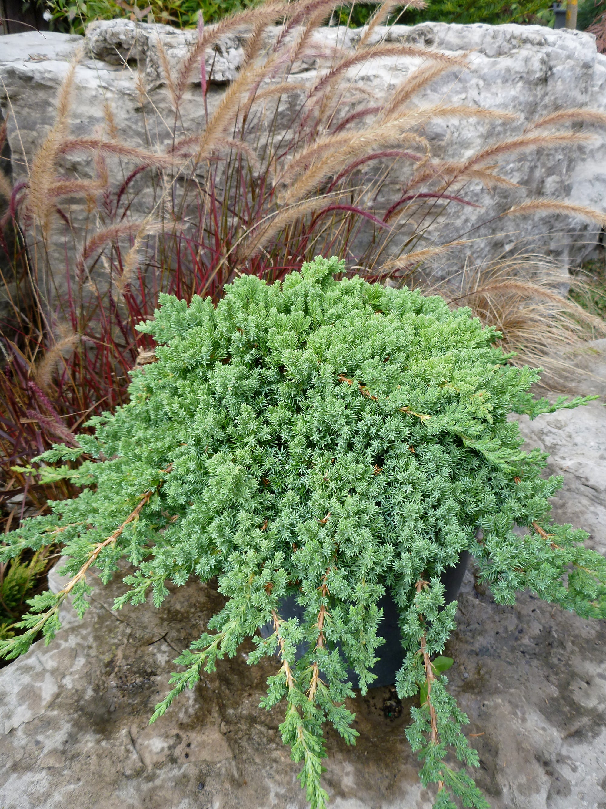 Juniperus procumbens Nana Japanese Garden Juniper