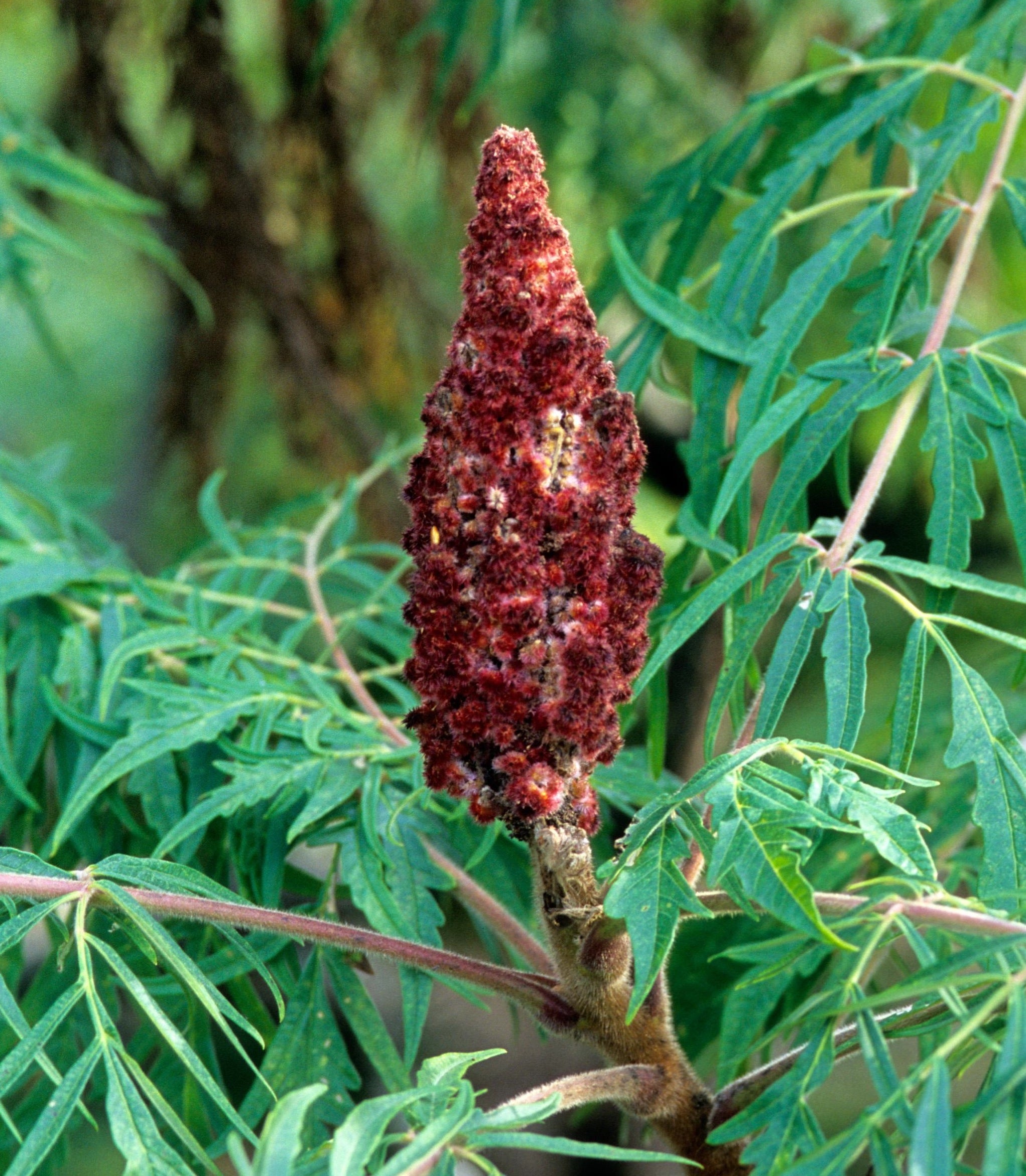 Cutleaf Sumac Tree Cutleaf Smooth Sumac – GardenTap
