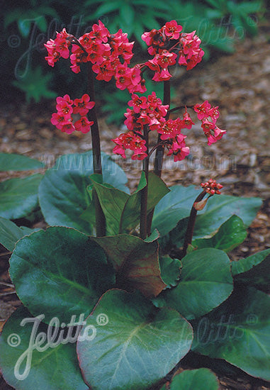 Bergenia cordifolia Winter Glow Winterglut Heartleaf Bergenia