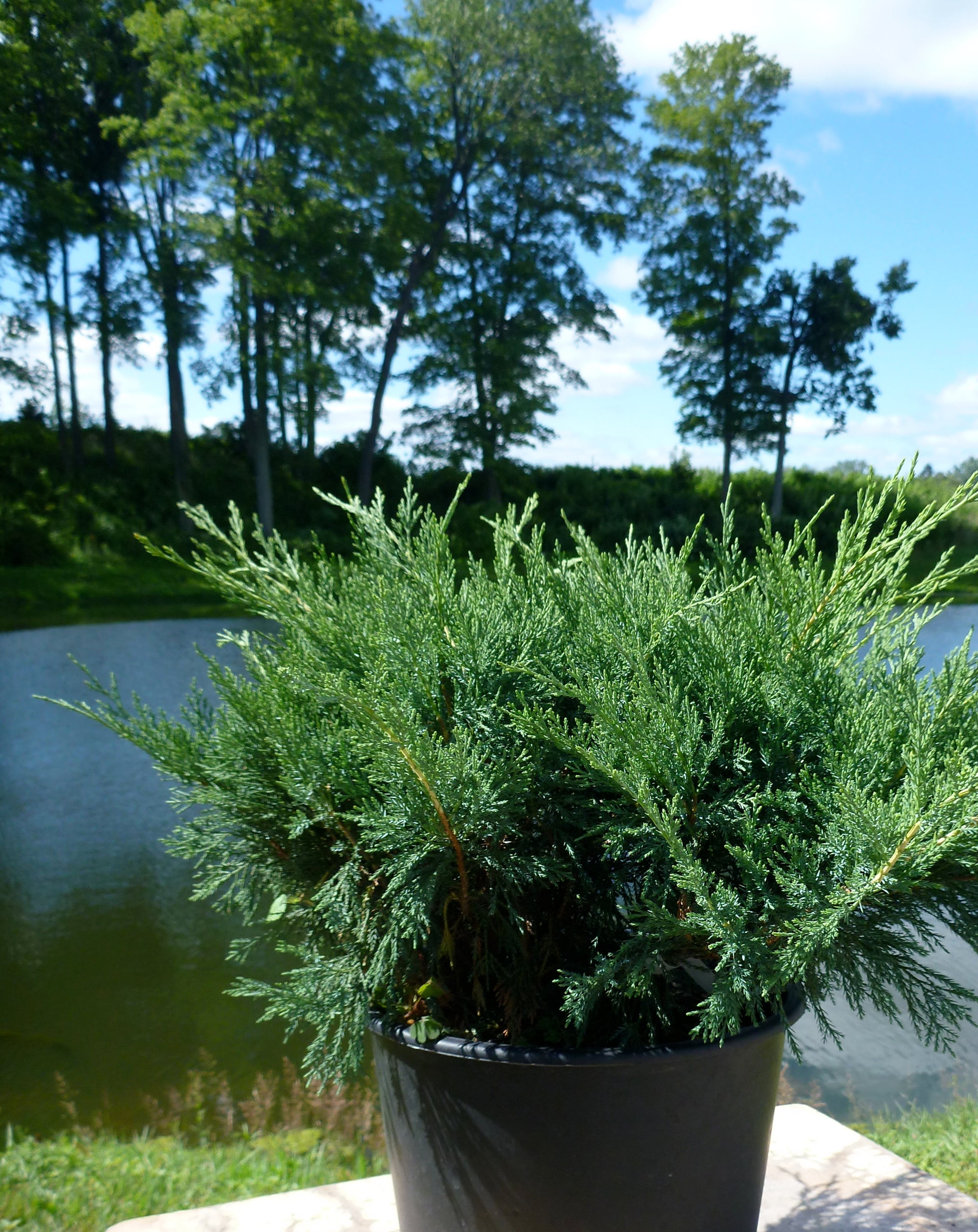 Juniperus sabina Blue Danube Blue Danube Juniper