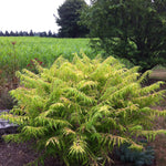 Rhus typhina Tiger Eyes Bailtiger PP16185, COPF Tiger Eyes Cutleaf Sumac