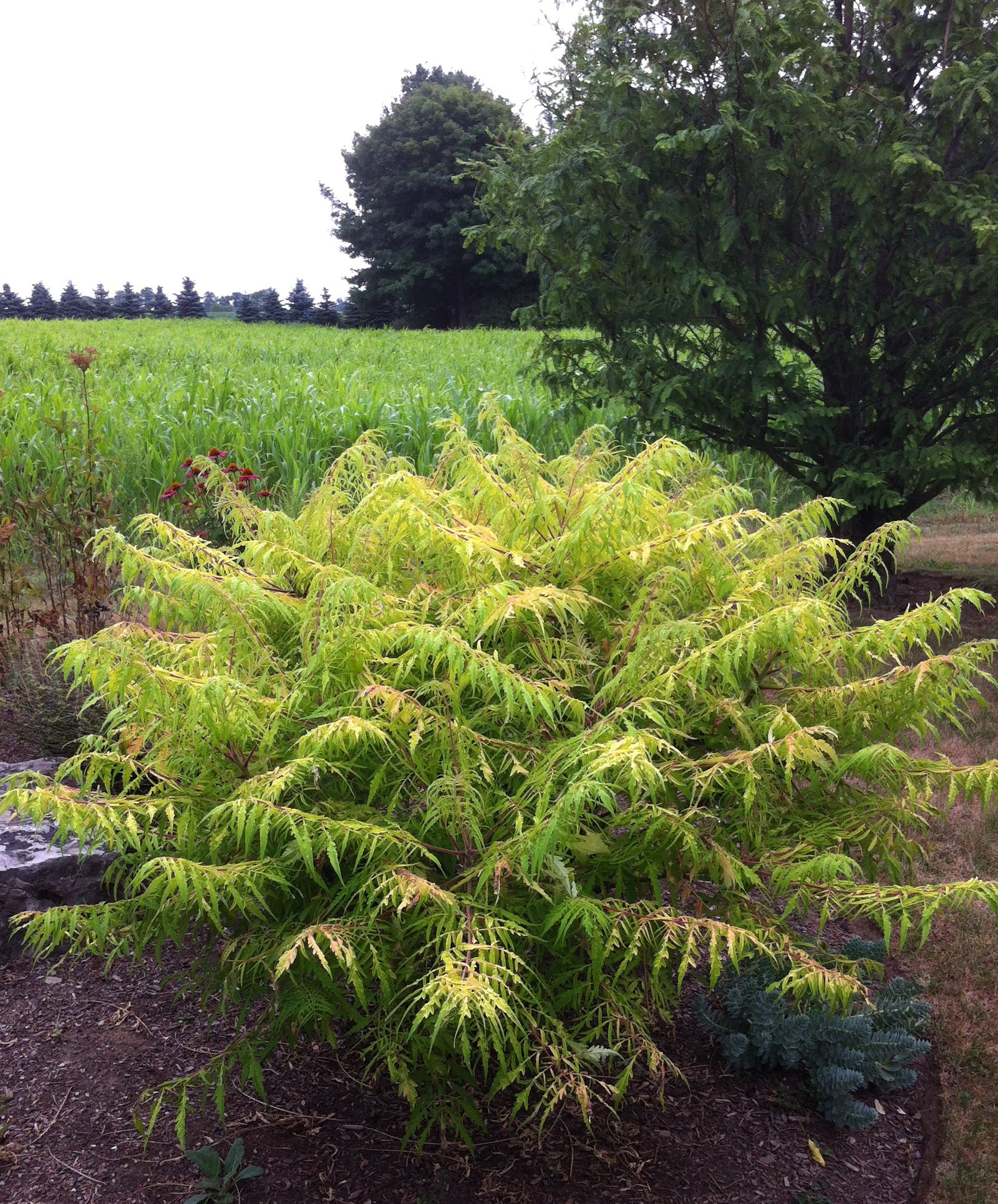 Rhus typhina Tiger Eyes Bailtiger PP16185, COPF Tiger Eyes Cutleaf Sumac