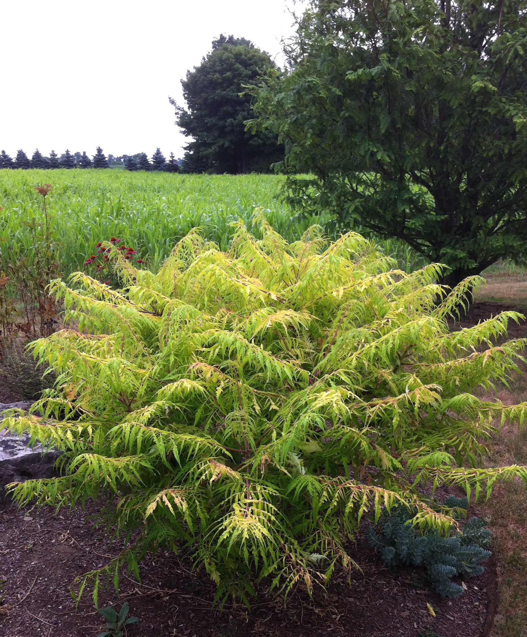 Rhus typhina Tiger Eyes Bailtiger PP16185, COPF Tiger Eyes Cutleaf Sumac
