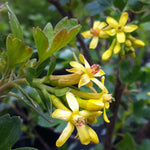 Ribes aureum Golden Currant