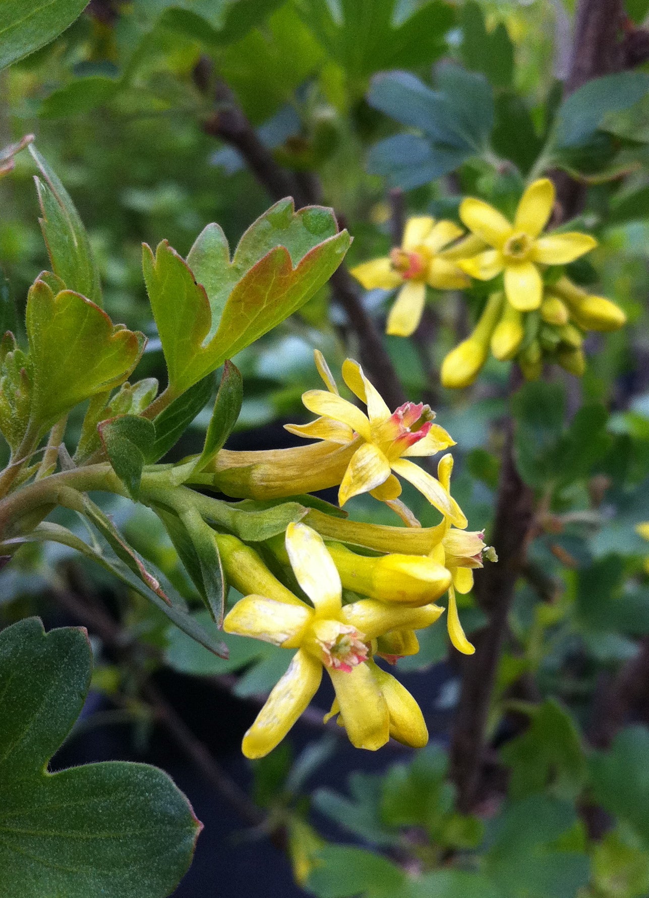Ribes aureum Golden Currant