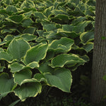 Hosta Sagae Plantain Lily