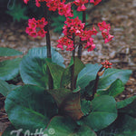 Bergenia cordifolia Winter Glow Winterglut Winter Glow Heartleaf Bergenia