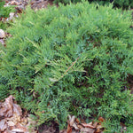 Juniperus sabina Broadmoor Broadmoor Juniper