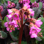 Bergenia x Eden's Dark Margin Eden's Dark Margin Heartleaf Bergenia