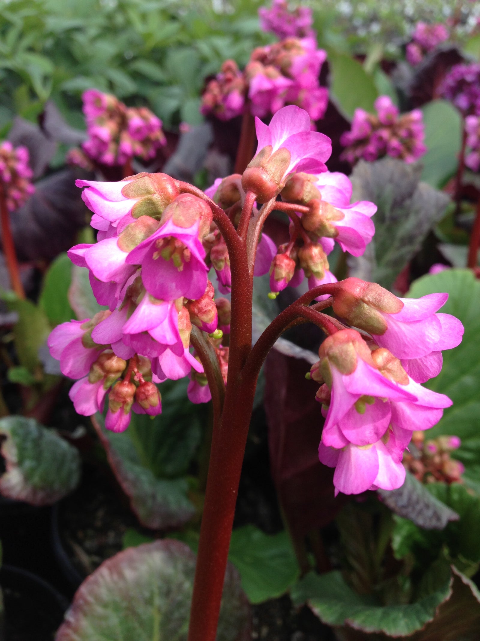 Bergenia x Eden's Dark Margin Eden's Dark Margin Heartleaf Bergenia